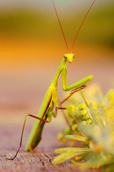 Similar image 2257925