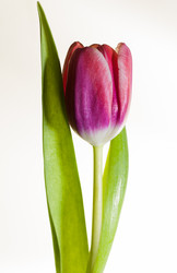 Similar image 2260226