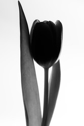 Similar image 2260264