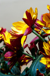 Similar image 2260364