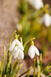 Similar image 2268305