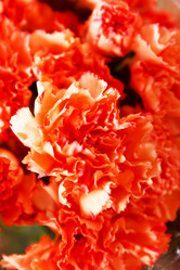 Similar image 2269877