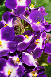 Similar image 2269902