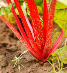 Similar image 2270454