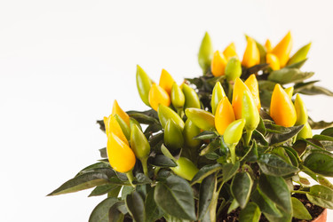 Similar image 2273428