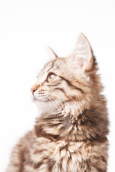 Similar image 2301677