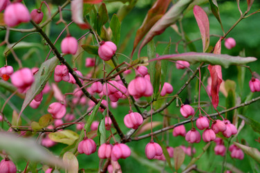 Similar image 2327279