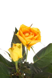 Similar image 2327980