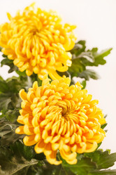 Similar image 2328453