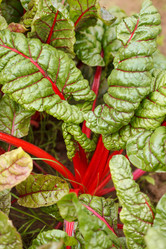 Similar image 2328494