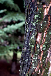 Similar image 2329067