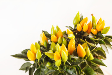 Similar image 2329772