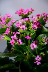 Similar image 2330545