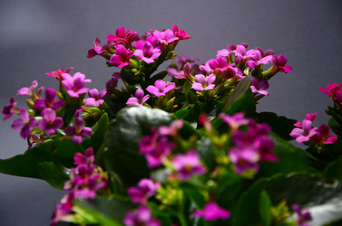 Similar image 2330546