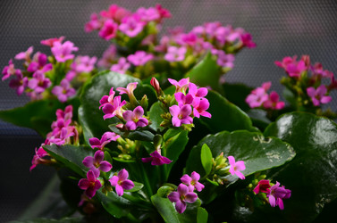 Similar image 2330549