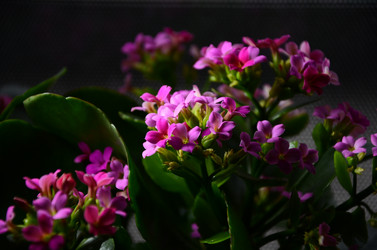 Similar image 2330554