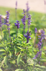 Similar image 2330654