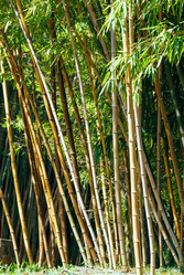 Similar image 2333264