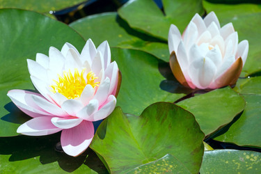 Similar image 2333270