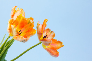 Similar image 2333596