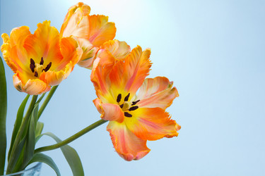 Similar image 2333598