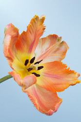 Similar image 2333599