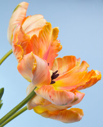 Similar image 2333613