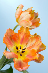 Similar image 2333631