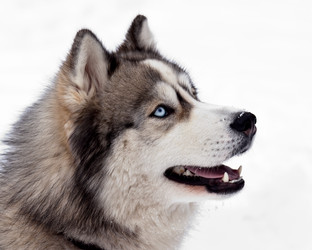 Similar image 2333807