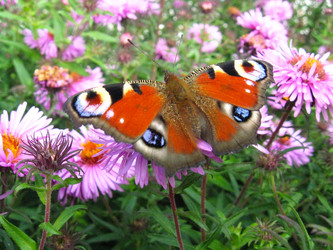 Similar image 2333819