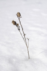 Similar image 2334004