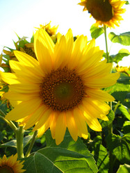 Similar image 2334379