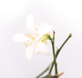 Similar image 2334722