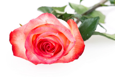 Similar image 2334727