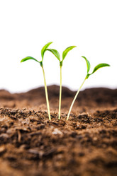 Similar image 2335257