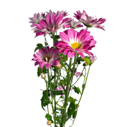 Similar image 2336302