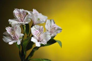 Similar image 2336304