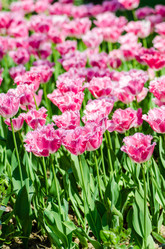 Similar image 2336766