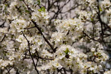 Similar image 2337492