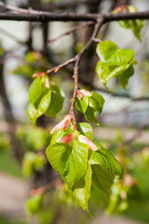 Similar image 2337493