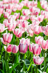 Similar image 2338296