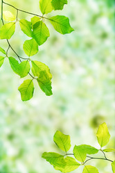 Similar image 2338535