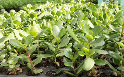 Similar image 2338559