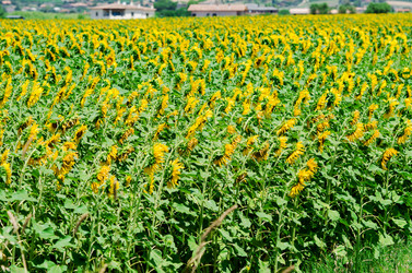 Similar image 2338624