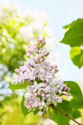 Similar image 2339895