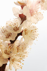 Similar image 2339910