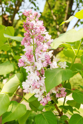 Similar image 2339914