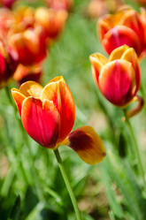 Similar image 2340759