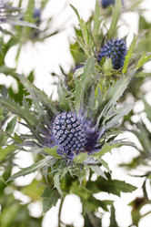 Similar image 2343247