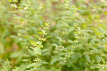 Similar image 2343664